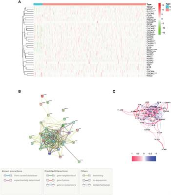 Pyroptosis-related gene signature for predicting gastric cancer prognosis